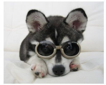 doggle-small-ok.jpg