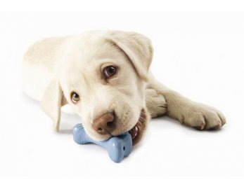 Pet Toys dog-toys-ok.jpg