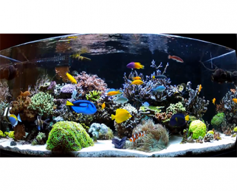 Aquariums & Accessories Saltwater-Aquarium-Fish-for-Beginners-ok.png