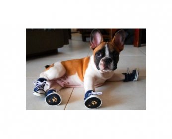 Supercutedogshoes350x237-ok.jpg