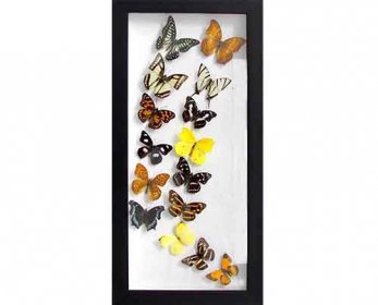 Multiple-Framed-Real-Butterflies-DL-MF-002-ok.jpg
