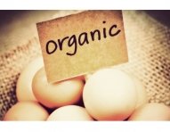 organic_eggs-1.jpg