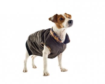 Pet Apparel & Accessories waterproof-dog-coats-ok.jpg