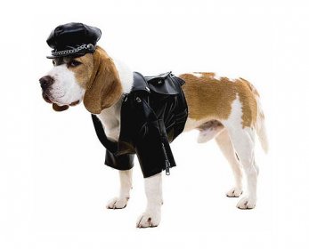BikerDog-ok.jpg