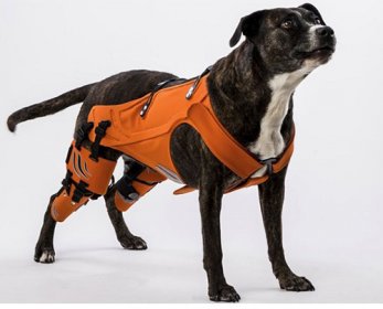 hipster-harness-ok.jpg