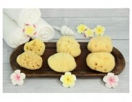 Sea-Sponge-ok.jpg