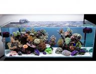 82_1aquarium_opentop_reef-ok.jpg