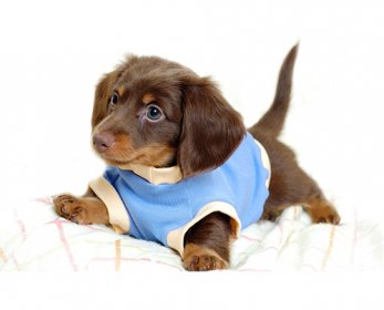 Pet Apparel & Accessories desktop-backgrounds-animal-life-dogs-puppy-dogs-clothes-ok.jpg