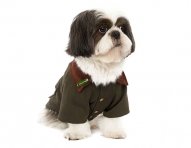 town-country-dog-jacket-ok.jpg