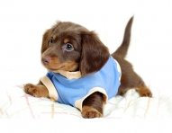 desktop-backgrounds-animal-life-dogs-puppy-dogs-clothes-ok.jpg