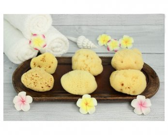 Sea-Sponge-ok.jpg