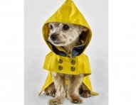 Dog-clothes..7-ok.jpg