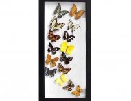 Multiple-Framed-Real-Butterflies-DL-MF-002-ok.jpg